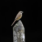 Brown Shrike